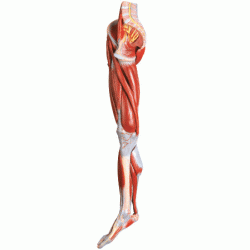 Muscles of the Leg with Main Vessels and Nerves Model