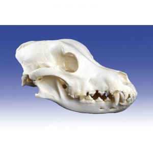 Life Size Dog Skull