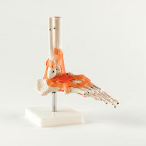 Life-Size Foot Joint Model With Ligaments