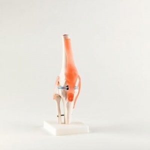 Life-Size Knee Joint Anatomical Model