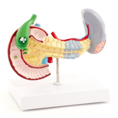 Lifesize Human Pancreas, Spleen, and Gallbladder with Diseases Model ...