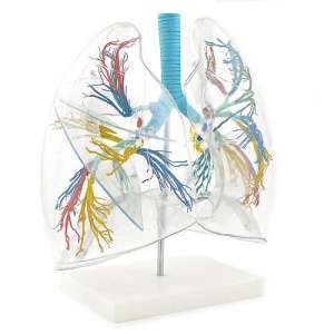 Transparent Lung Model
