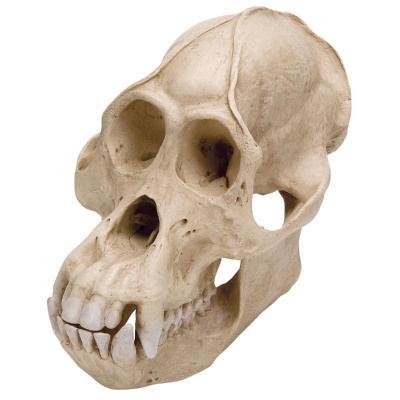 Orangutan Skull Male (Pongo Pygmaeus) Anatomical Model