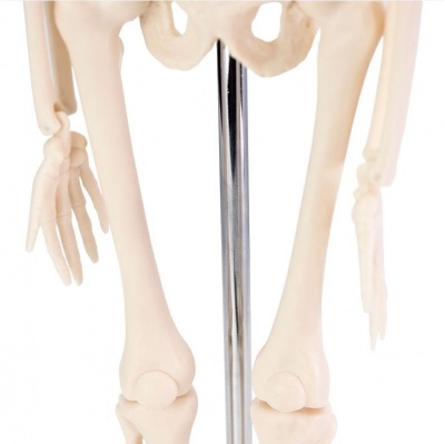 Desktop Mini Skeleton Model | Health and Care