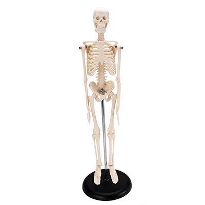 Desktop Mini Skeleton Model