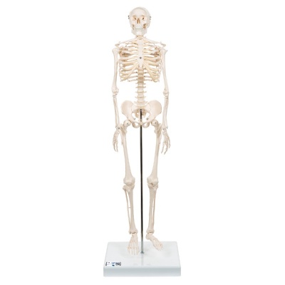 Mini Skeleton Shorty Anatomical Model (Half Life-Sized)