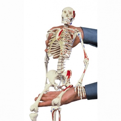 Rudiger Mini Anatomical Skeleton Model with Muscle Painting