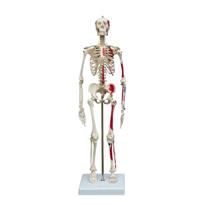 Rudiger Mini Anatomical Skeleton Model with Muscle Painting