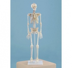 Miniature Skeleton With Muscle Markings Daniel
