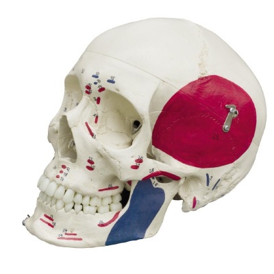 Rudiger Special Human Skull Model with Muscle Painting