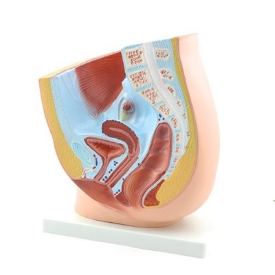 genital-pelvic-models-health-and-care