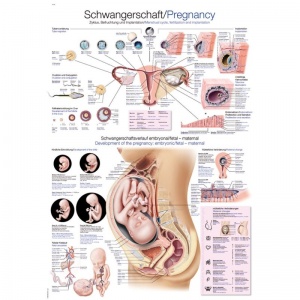 ''Pregnancy'' Educational Chart