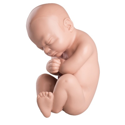 Replacement Foetus Model for the Pregnancy Pelvis Model