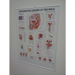 3D Male Reproductive Organs Poster