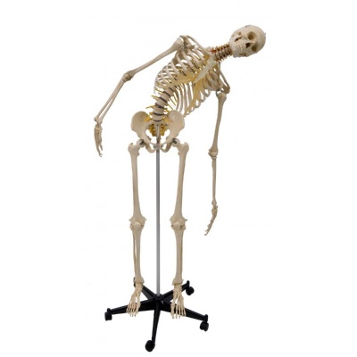 Rudiger Life-Size Flexible Human Skeleton Model