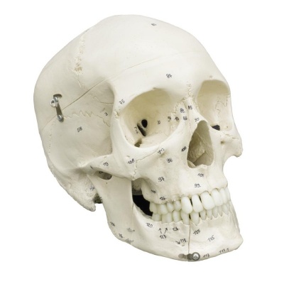 Rudiger Special Human Skull Model with Numbering