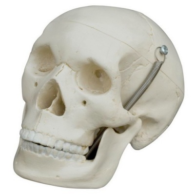 Rudiger Mini Anatomical Skull Model