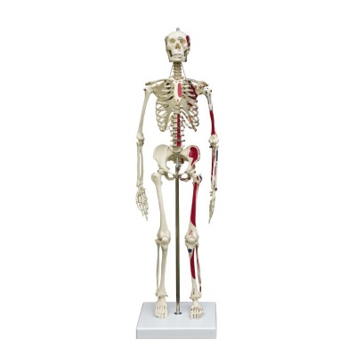 Rudiger Mini Anatomical Skeleton Model with Flexible Spine and Muscle Painting