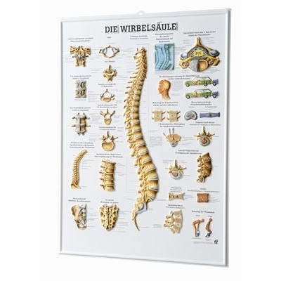 Rudiger 3D Human Spine Poster