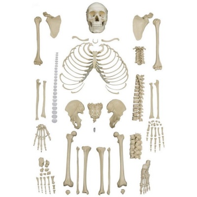 Rudiger Disarticulated Human Skeleton Model With 4 Part Skull