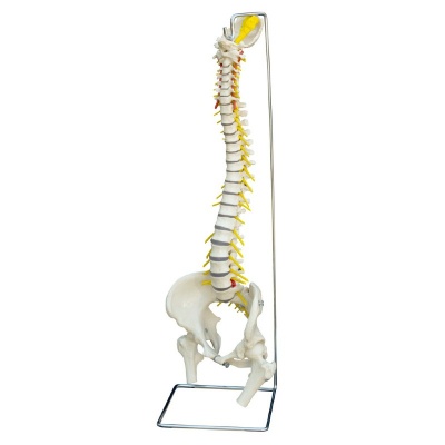 Rudiger Flexible Life-Size Human Spine Model with Female Pelvis
