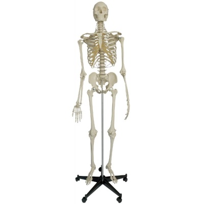 Rudiger Durable Life-Size Human Model Skeleton with 15 Year Warranty