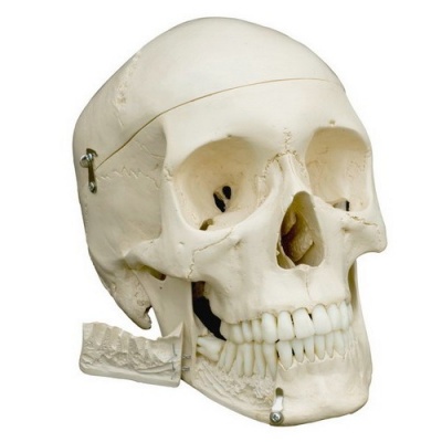 Rudiger Life Size Human Skeleton Model with Stand