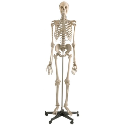 Rudiger Life Size Human Skeleton Model with Stand