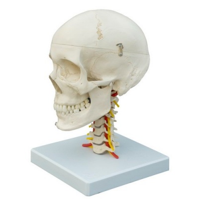 Rudiger Human Skull Model on Cervical Vertebrae