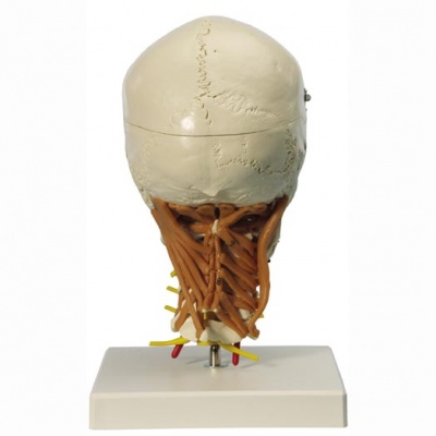 Rudiger Human Skull Model with Cervical Vertebrae
