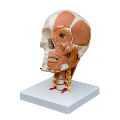 Rudiger Human Skull Model with Muscles and Cervical Spine