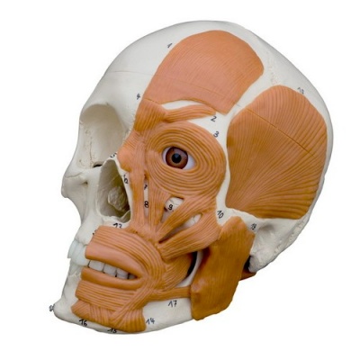 Rudiger Human Skull Model with Muscles