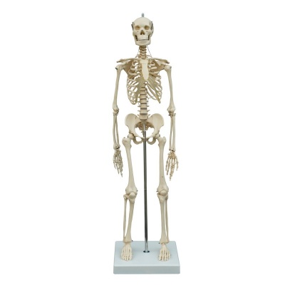 Rudiger Mini Anatomical Skeleton Model
