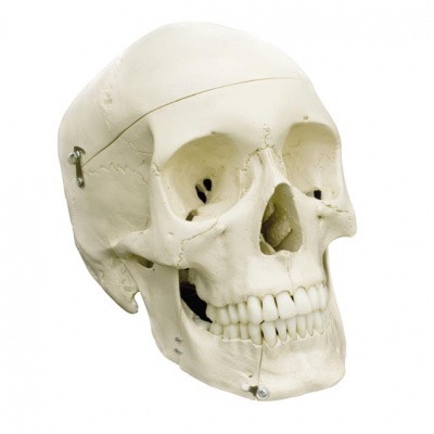 Rudiger Human Skull Model