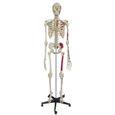 Rudiger Life Size Model Human Skeleton with Muscle Painting