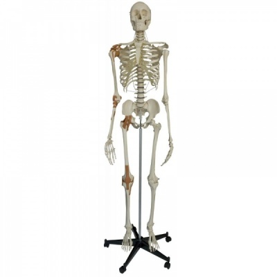 Rudiger Human Model Skeleton Life Size with 6 Ligaments