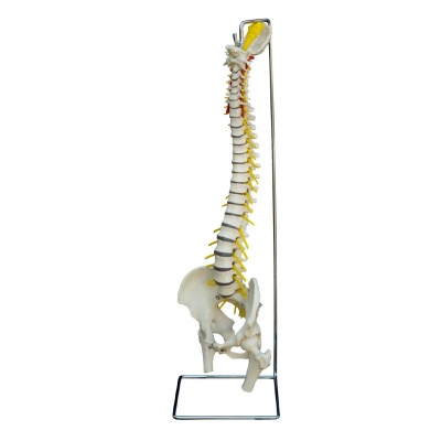 Rudiger Standard Human Spine Model