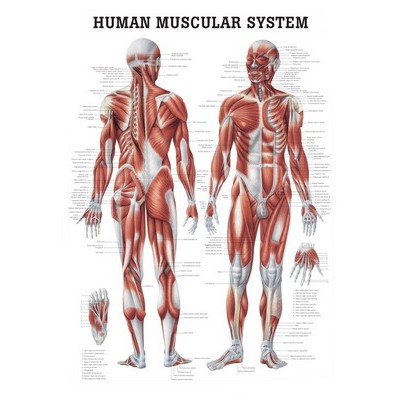 Rudiger Human Muscular System Anatomical Poster