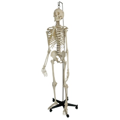 Rudiger Human Model Skeleton Life Size with Hanging Stand