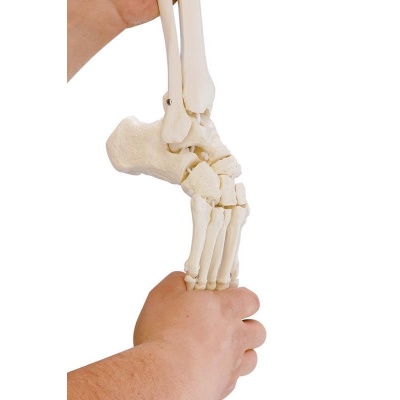 Flexible Model Foot Skeleton with Lower Leg Insertion
