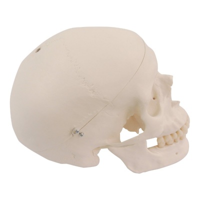 3B Scientific Replacement Skull for Anatomical Model Skeletons