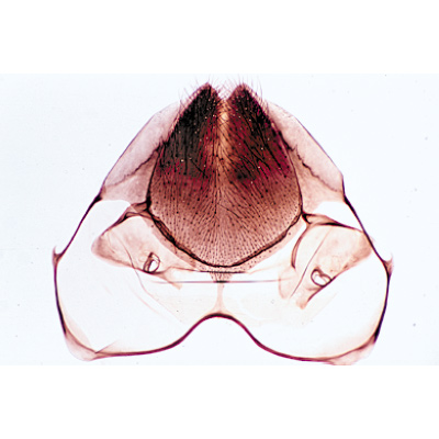 The Honey Bee Microscope Slides | Health and Care