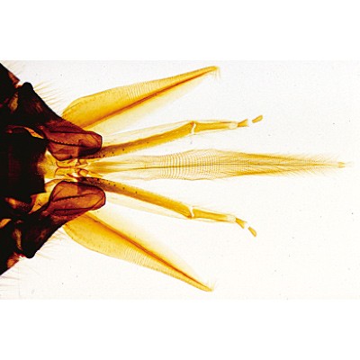 The Honey Bee (Apis mellifera) 18 Microscope Slides - English