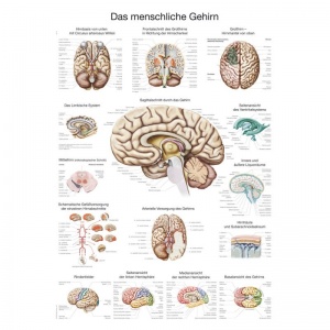 ''The Human Brain'' Educational Chart