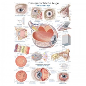 ''The Human Eye'' Educational Chart