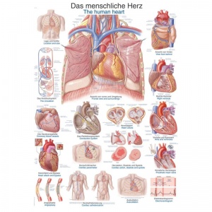 ''The Human Heart'' Educational Chart