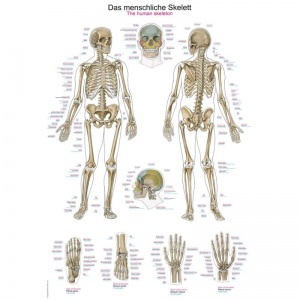 ''The Human Skeleton'' Educational Chart