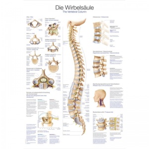 "The Vertebral Column" Educational Chart | Health and Care