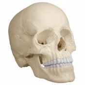 22-Part Model Skull