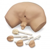 Prostate Examination Simulator Model